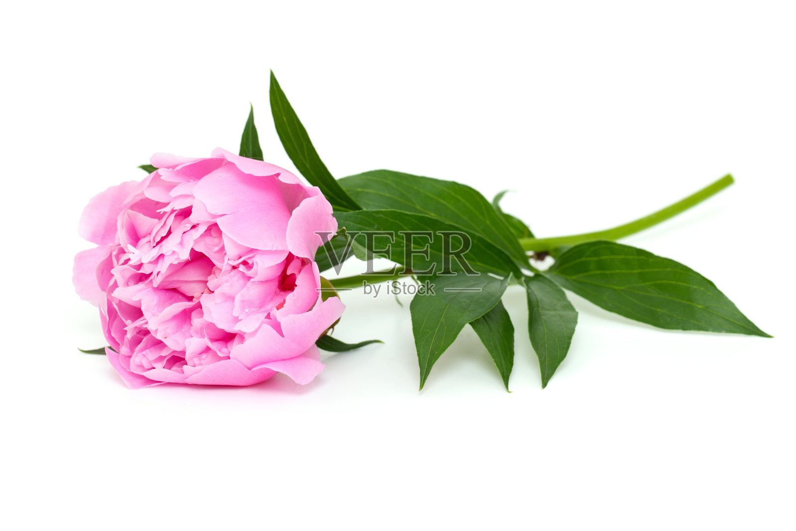粉红牡丹孤立在白色背景上照片摄影图片