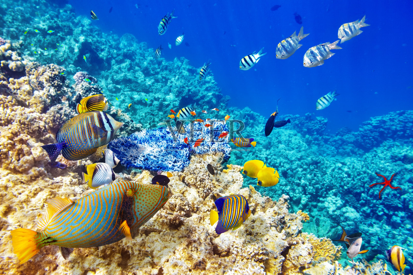 有珊瑚和热带鱼的水下世界。照片摄影图片