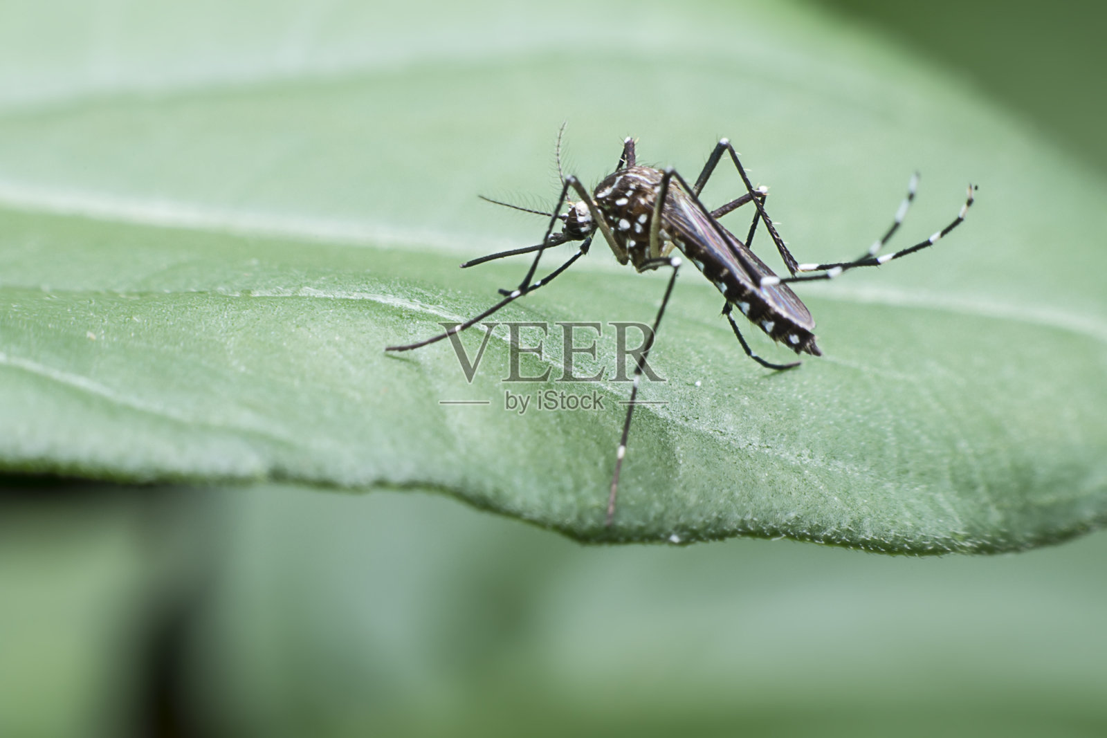 蚊子喝人的血照片摄影图片