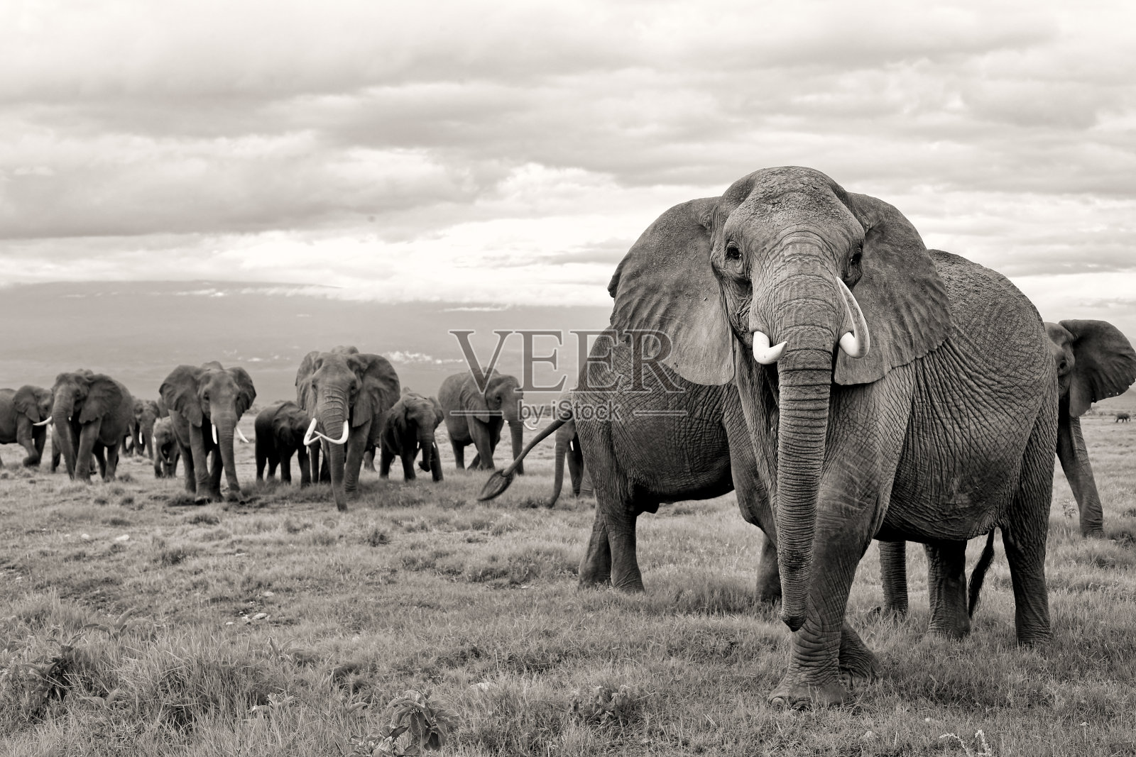 大象的家族照片摄影图片