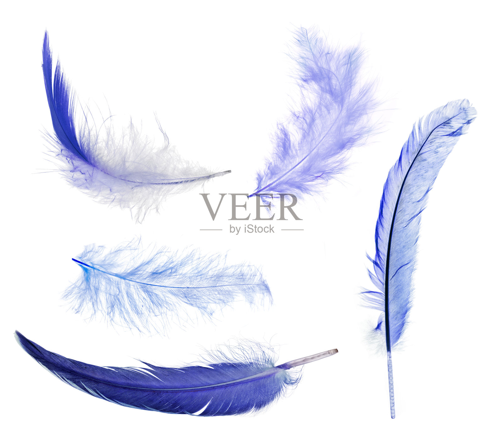 五根蓝色的羽毛孤立在白色上照片摄影图片