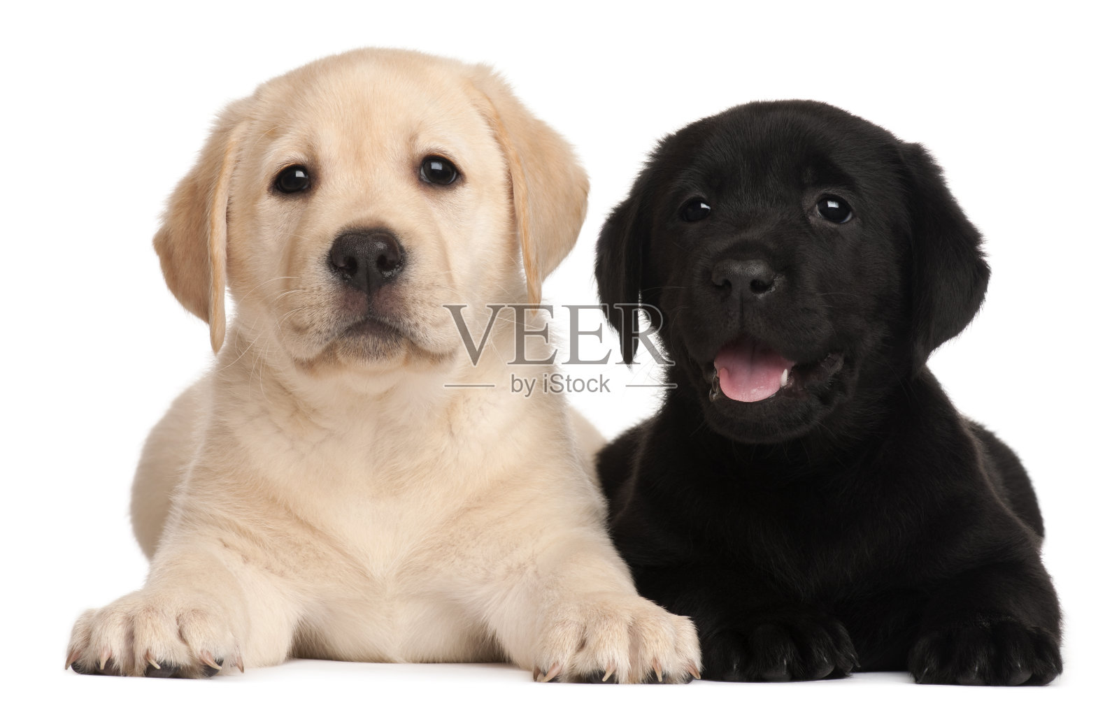 两只拉布拉多幼犬，7周大，照片摄影图片