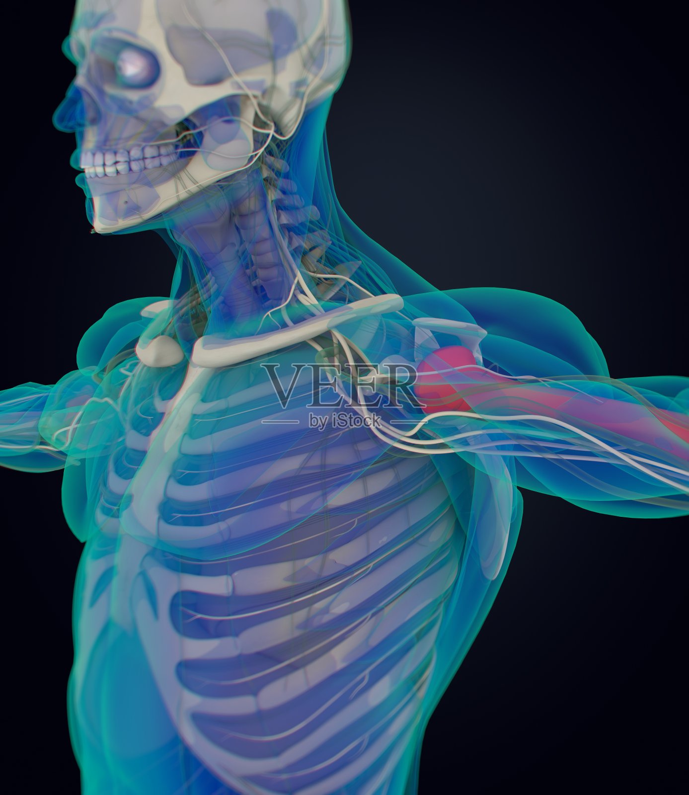 肱骨，人体解剖学，骨骼系统。3 d演示。插画图片素材