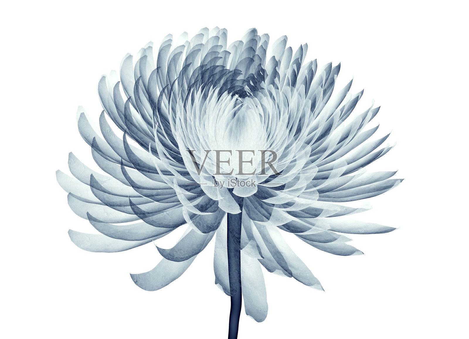 这是一朵孤立的花，绒球菊的x光图像照片摄影图片