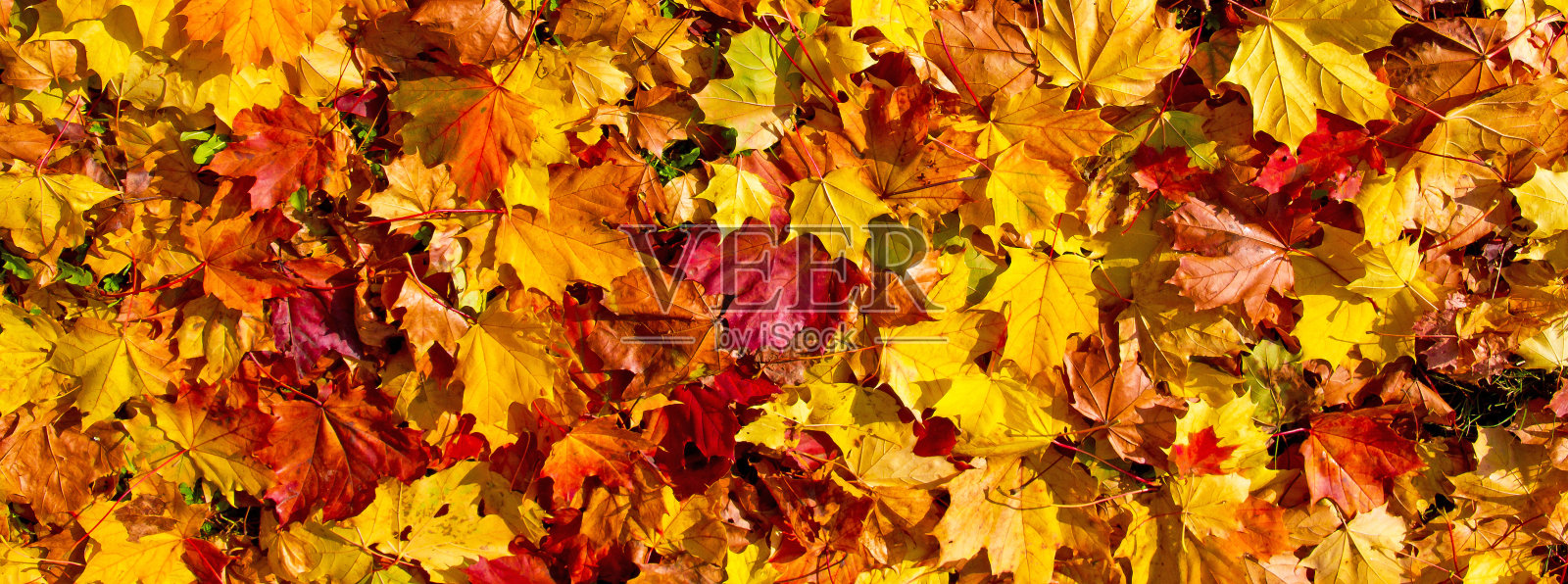 丰富多彩的秋叶照片摄影图片