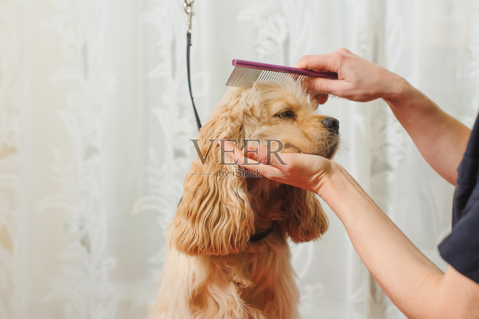美容师为狗梳理毛发照片摄影图片