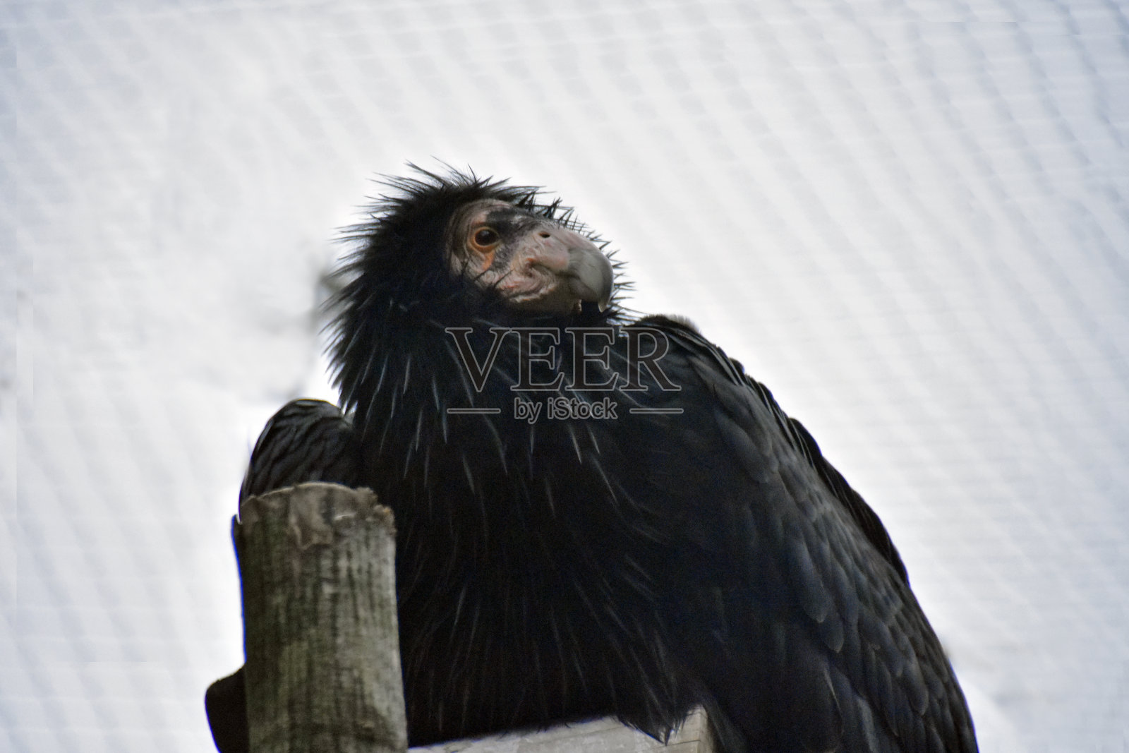 加州秃鹫照片摄影图片