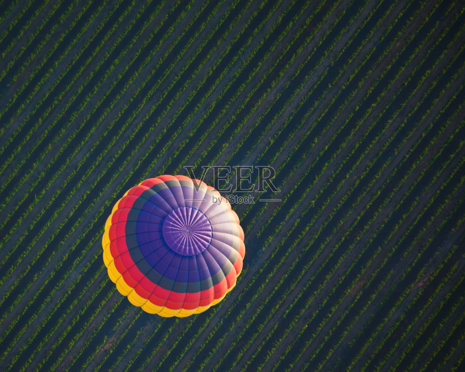 漂浮在葡萄园上空的气球照片摄影图片