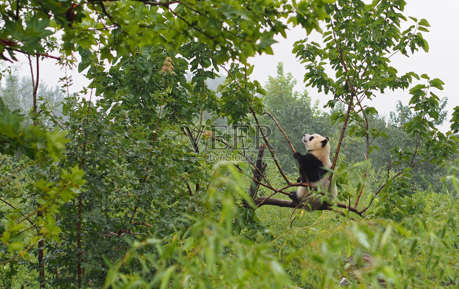 中国陕西熊猫保护区里可爱的大熊猫照片摄影图片