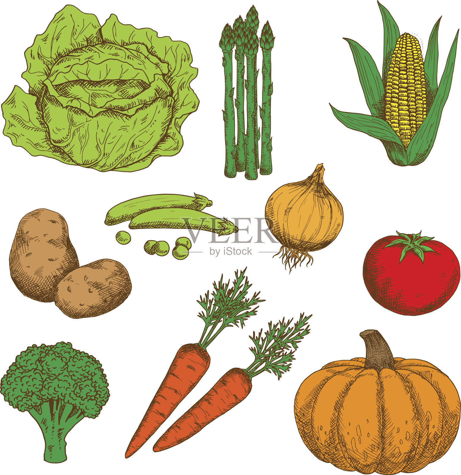 色彩斑斓的秋鲜蔬菜素描插画图片素材