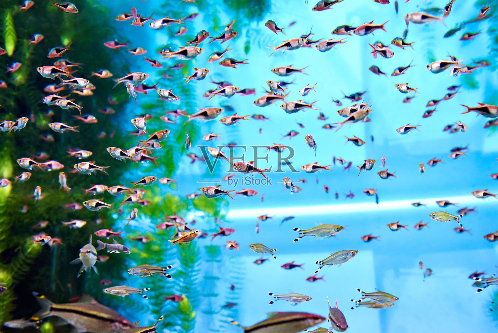鱼缸中三角柱头竹蝗群照片摄影图片