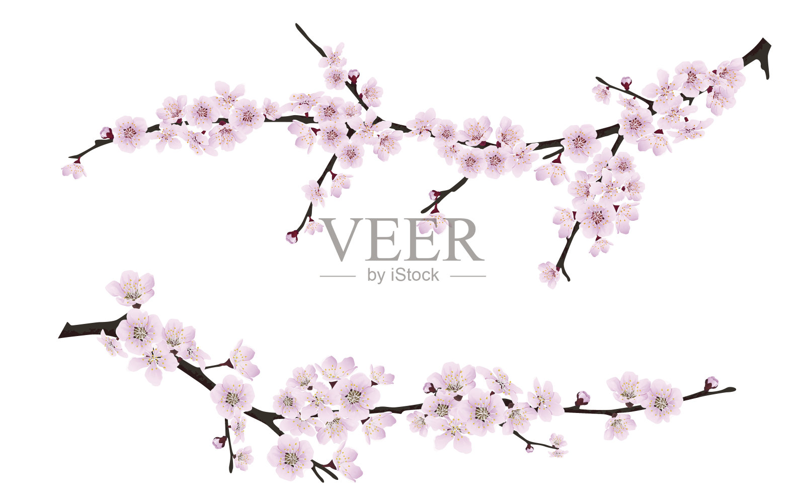 春天盛开的树枝上开满了粉红色的花朵插画图片素材