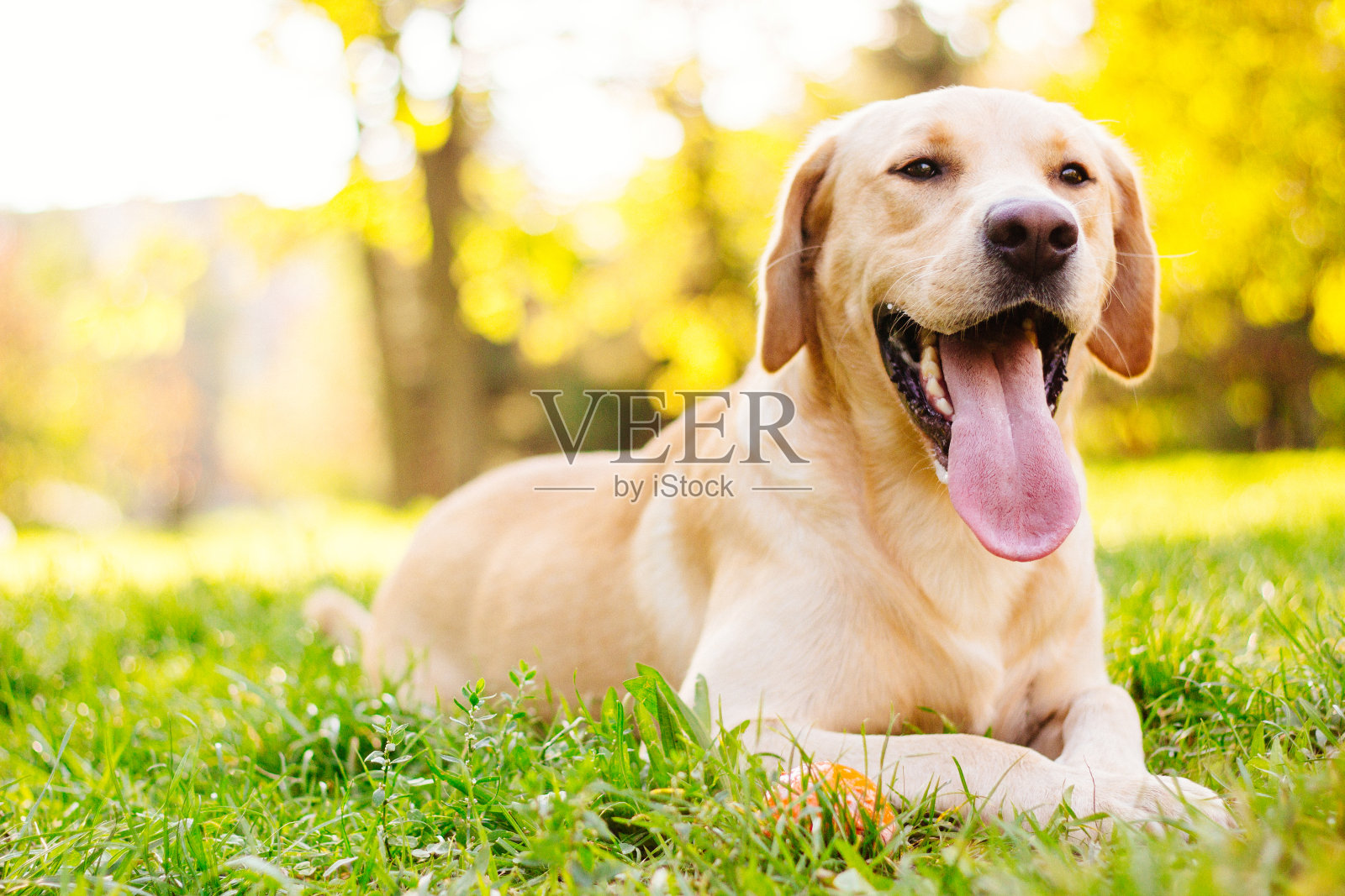 微笑的拉布拉多狗照片摄影图片