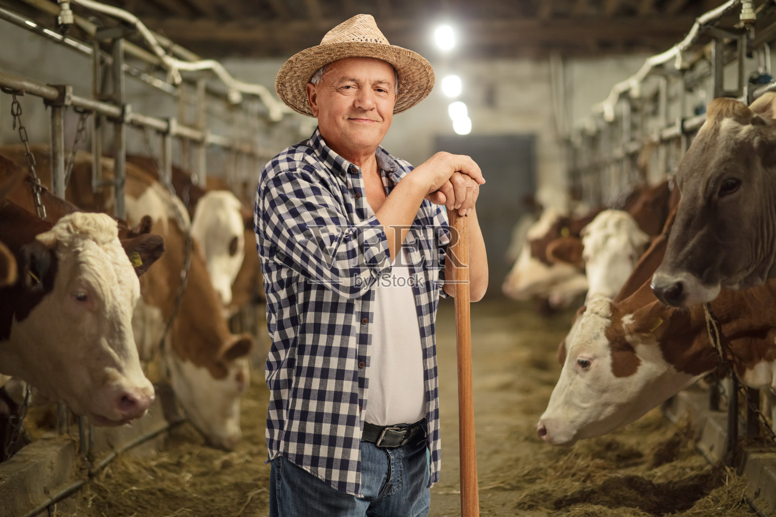 一个成熟的农民在牛棚里摆姿势照片摄影图片