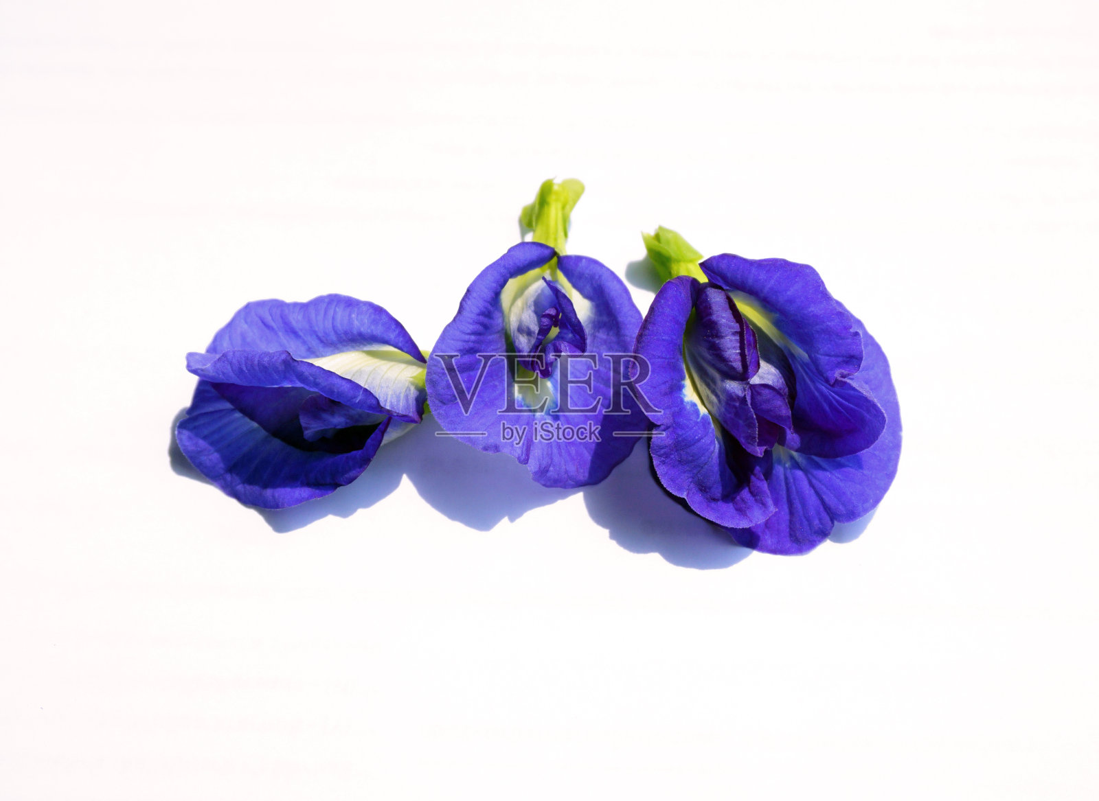 紫色的蝴蝶豌豆花。照片摄影图片