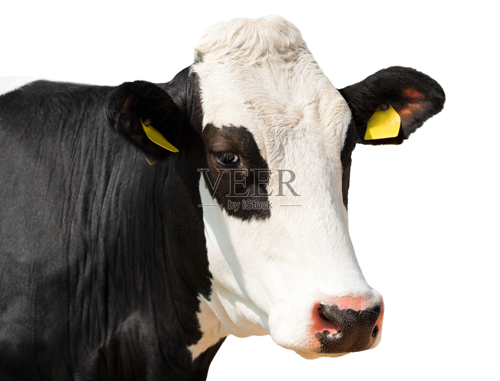 近距离观察牛头孤立在白色照片摄影图片