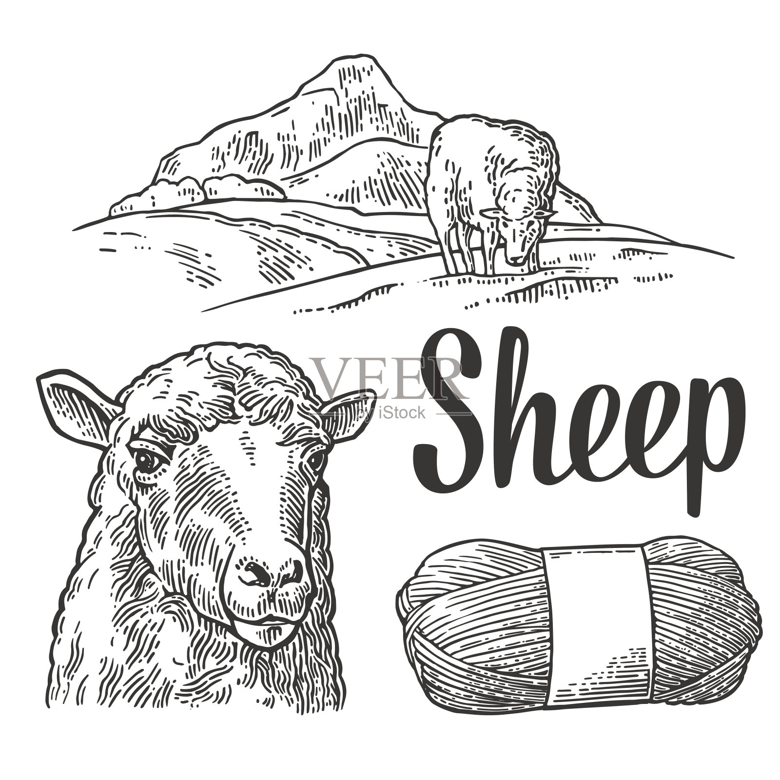 草地上的羊和纱线。复古矢量雕刻插图插画图片素材