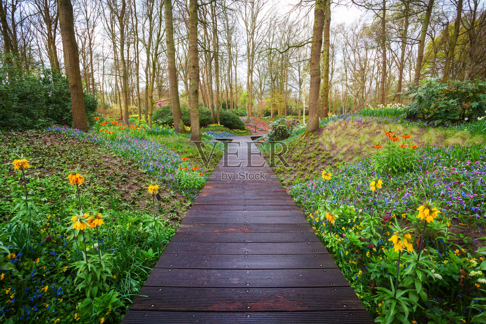 穿过荷兰库肯霍夫公园的木制步道照片摄影图片