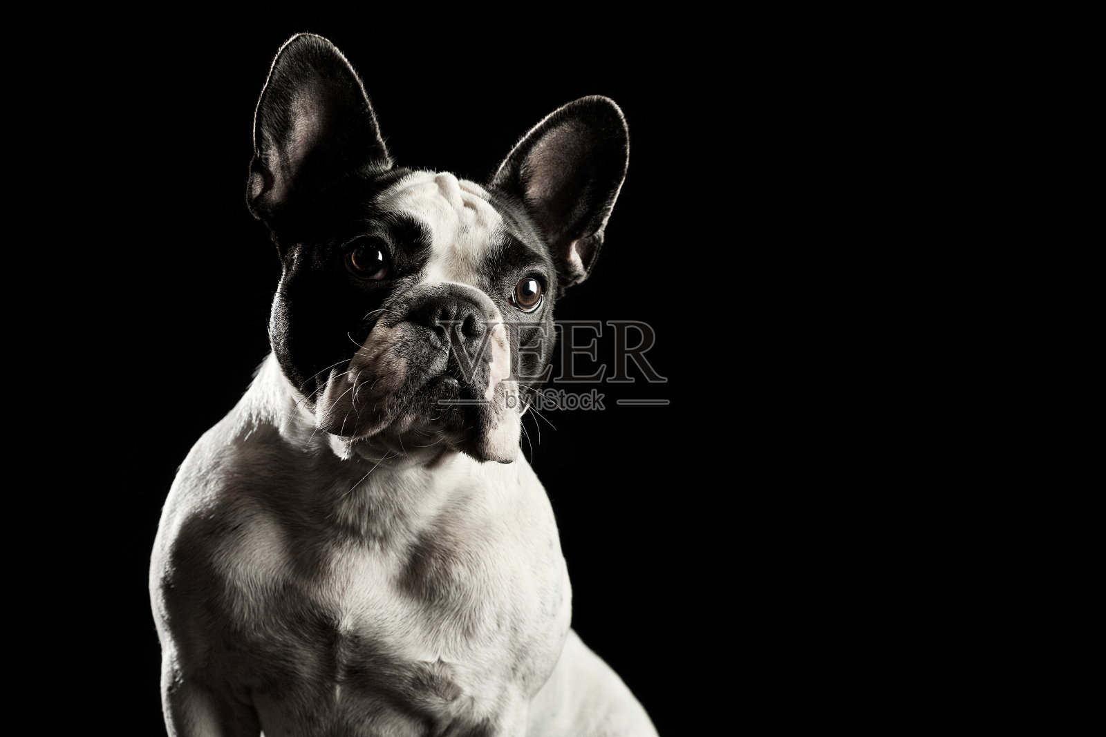 白色法国斗牛犬肖像照片摄影图片