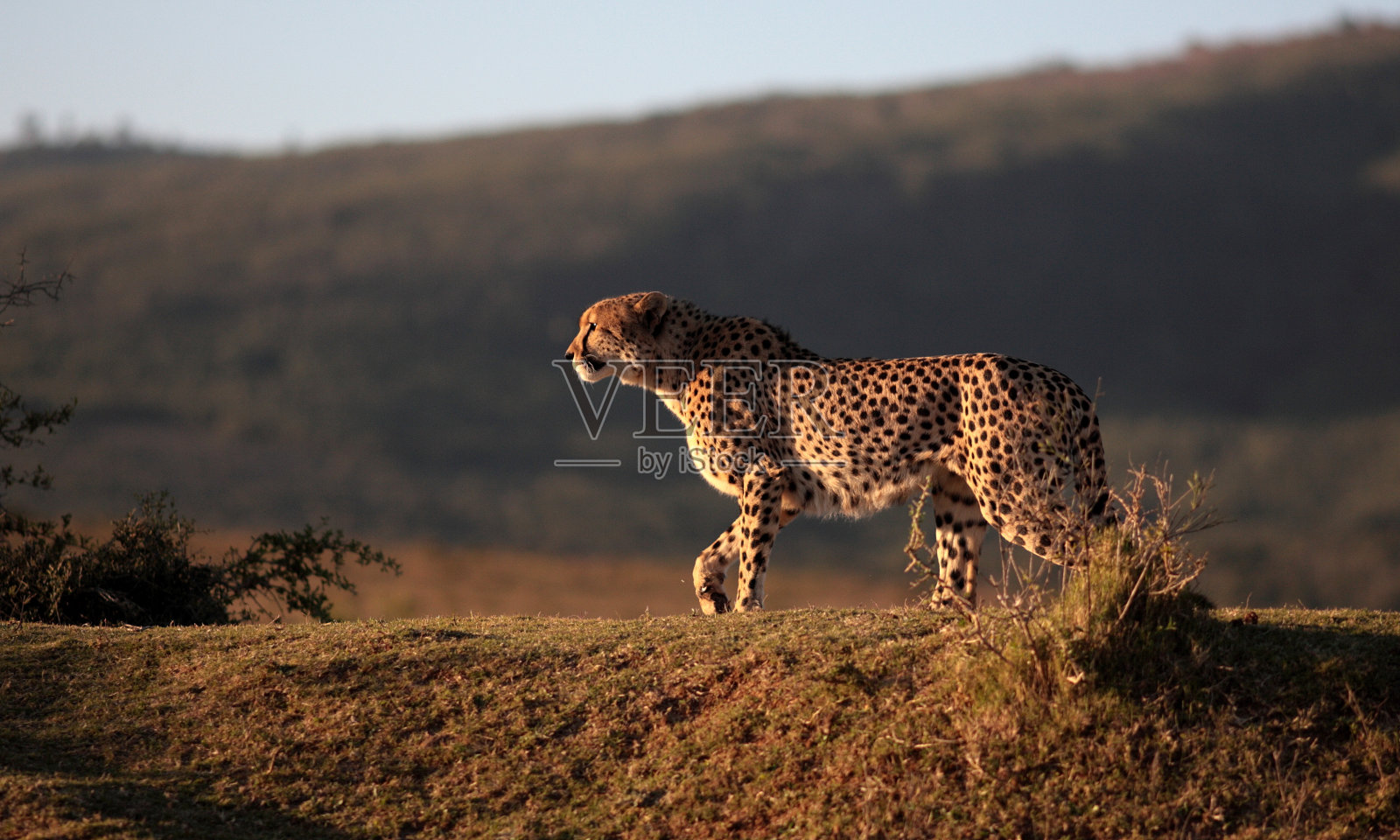 南非猎豹狩猎照片摄影图片
