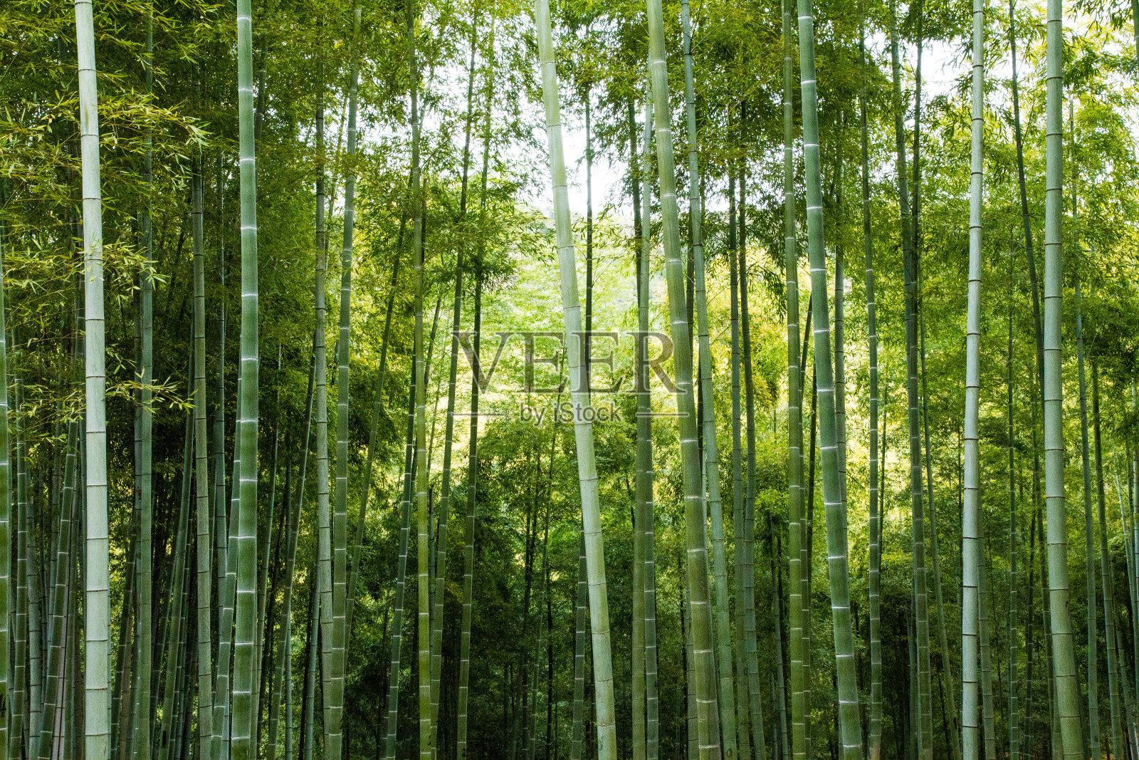 野生竹林照片摄影图片