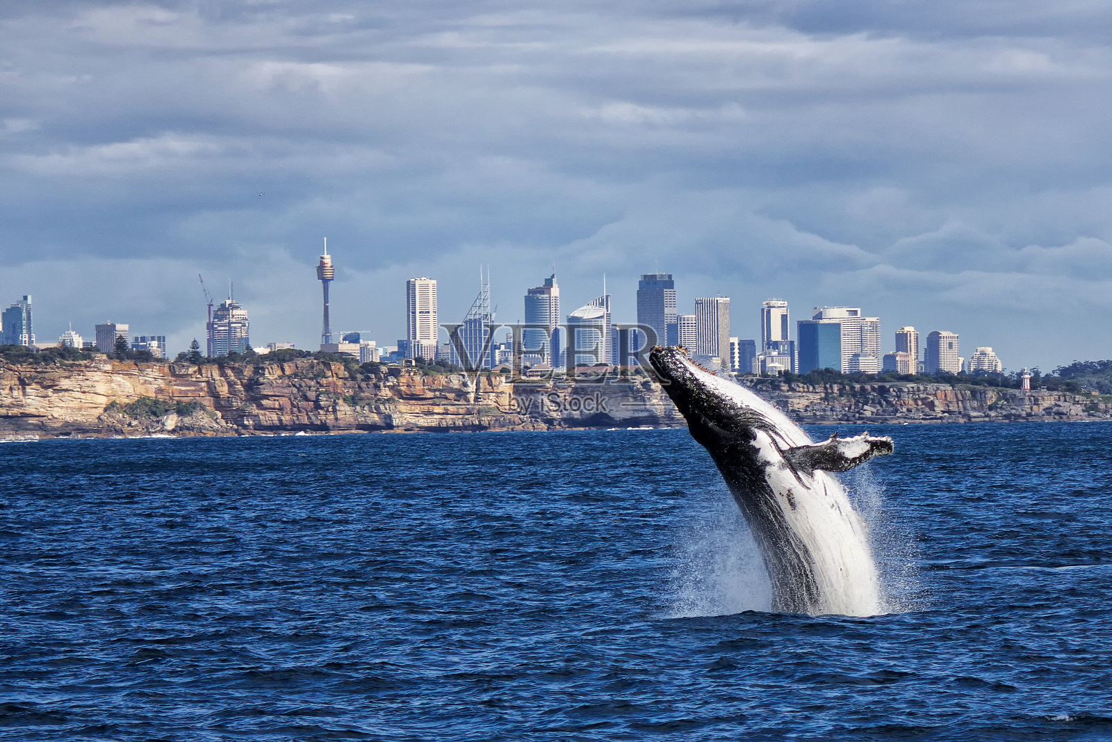 座头鲸和悉尼的天际线照片摄影图片