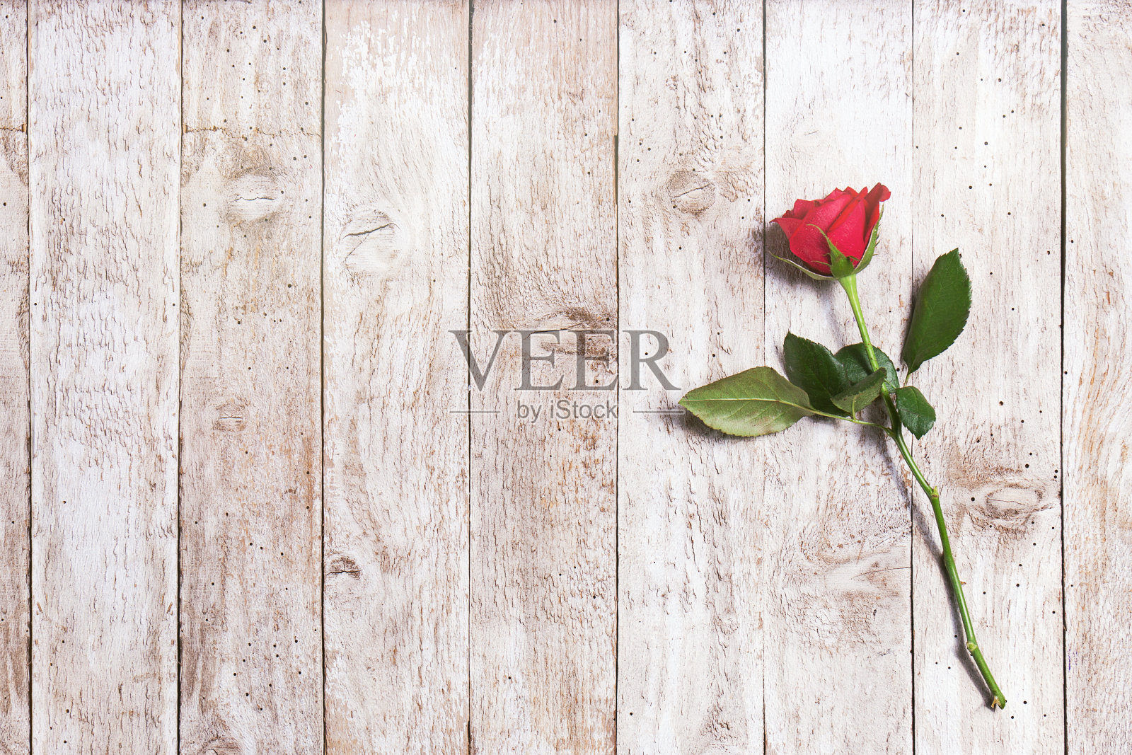美丽的红玫瑰，带着丝带和心形的木头照片摄影图片
