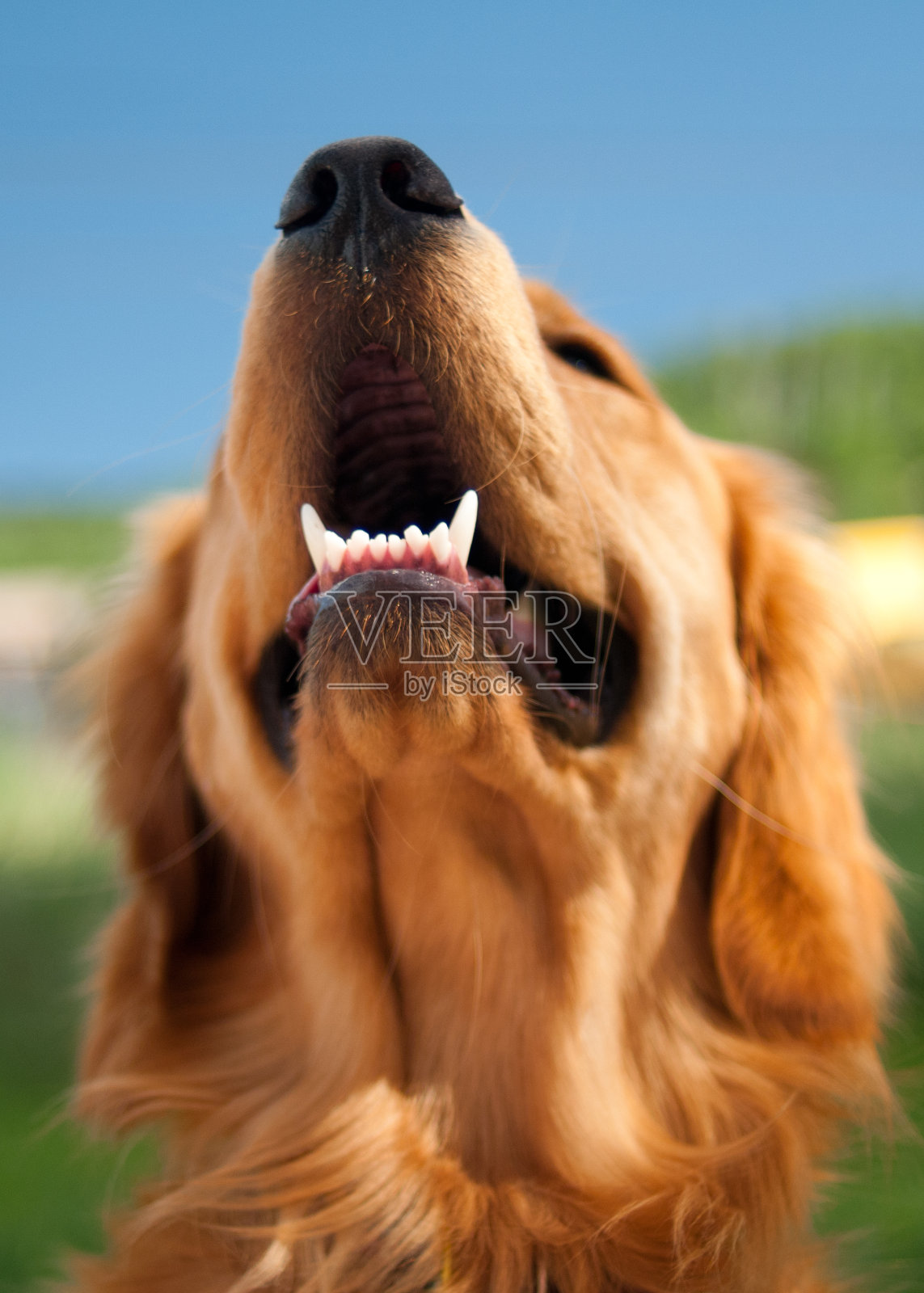 金毛猎犬的头照片摄影图片