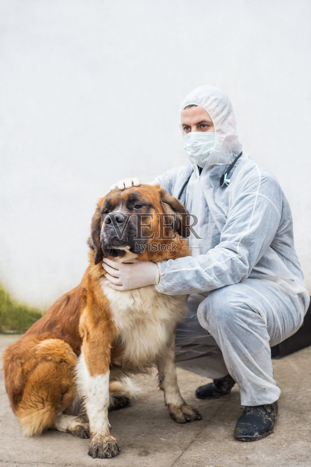 兽医检查和控制狗。照片摄影图片