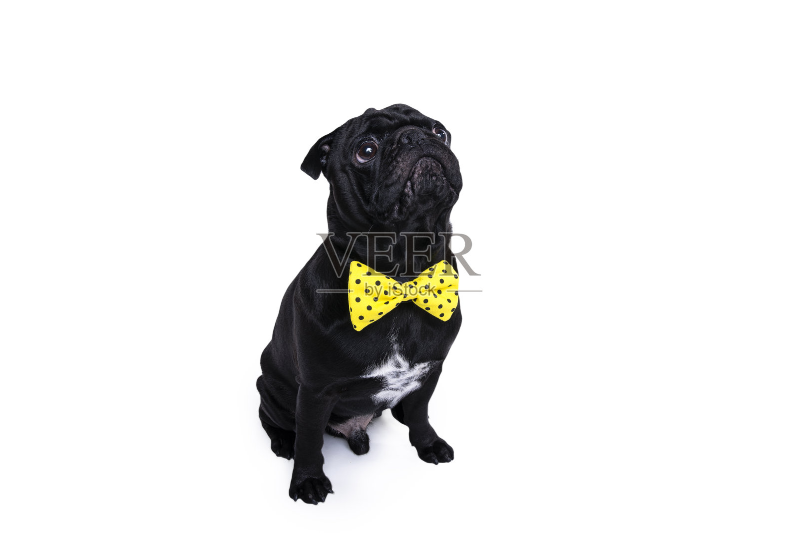 哈巴狗戴着黄色的领结向上看。照片摄影图片