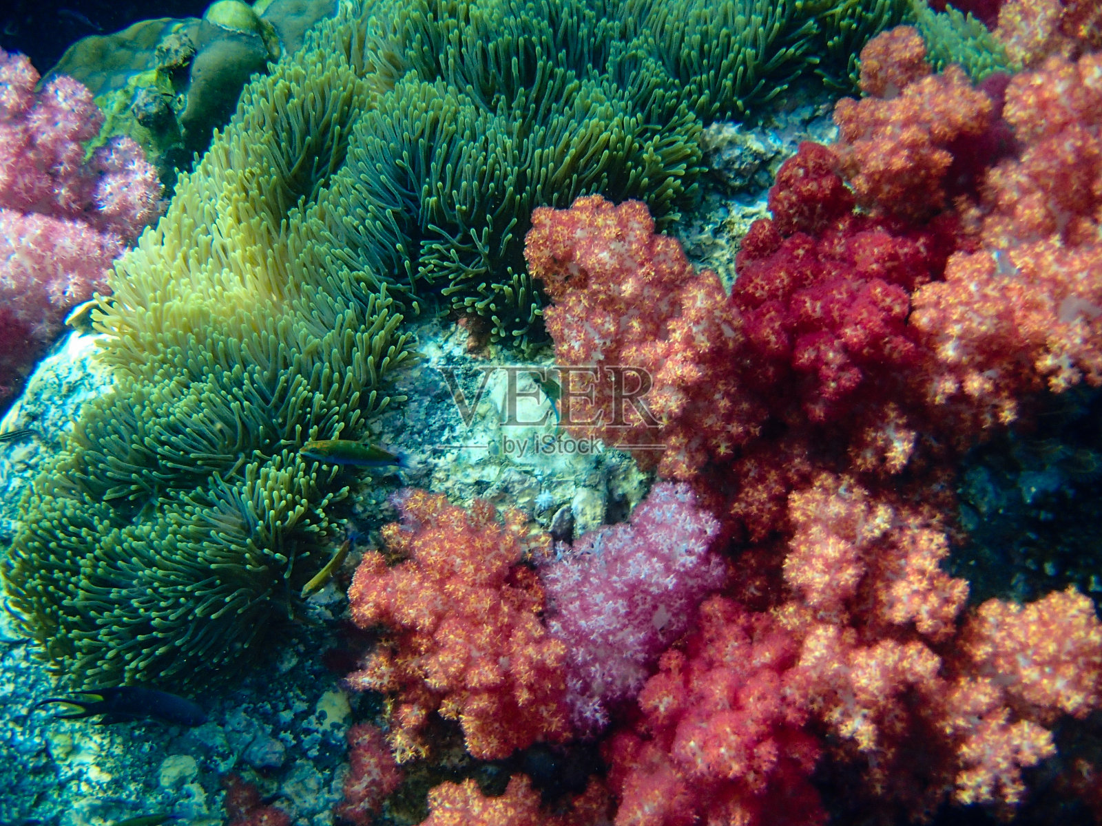 美丽多彩的珊瑚礁照片摄影图片