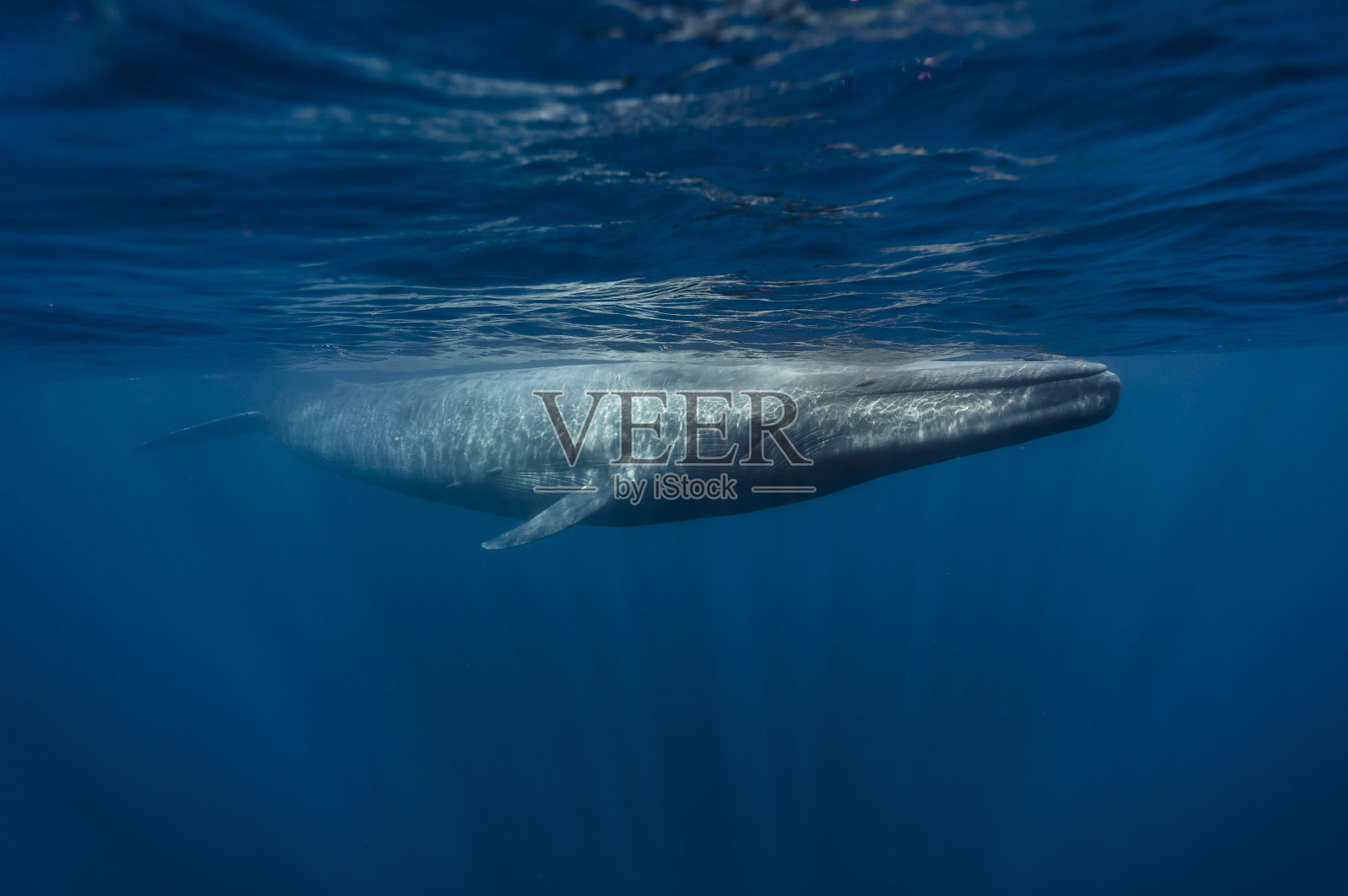 蓝鲸-斯里兰卡照片摄影图片