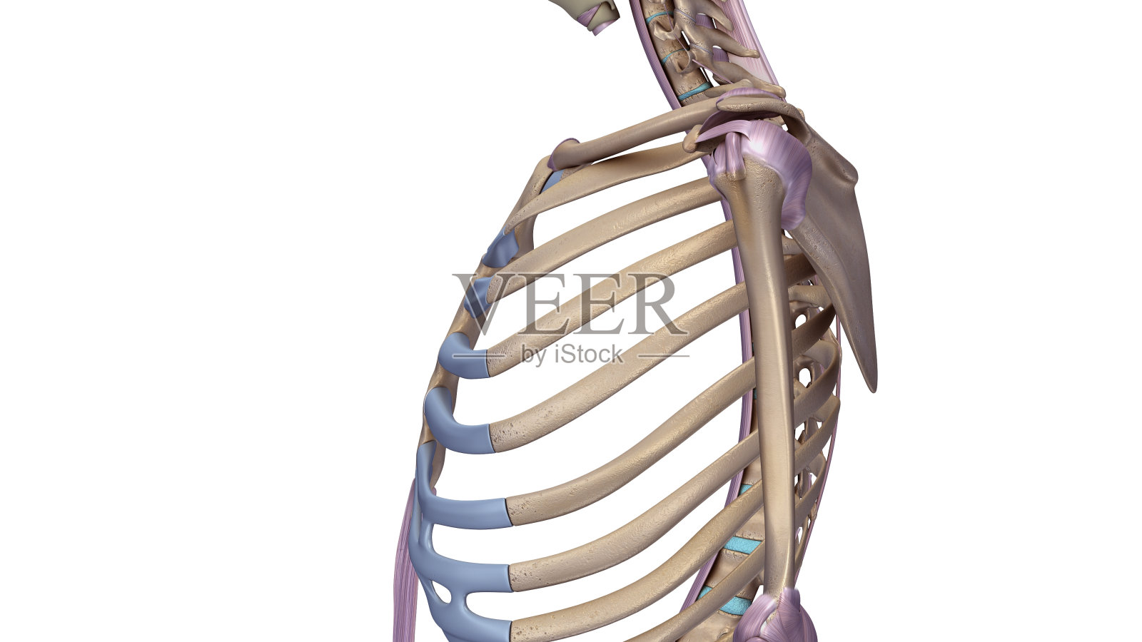 一侧有韧带的胸腔设计元素图片