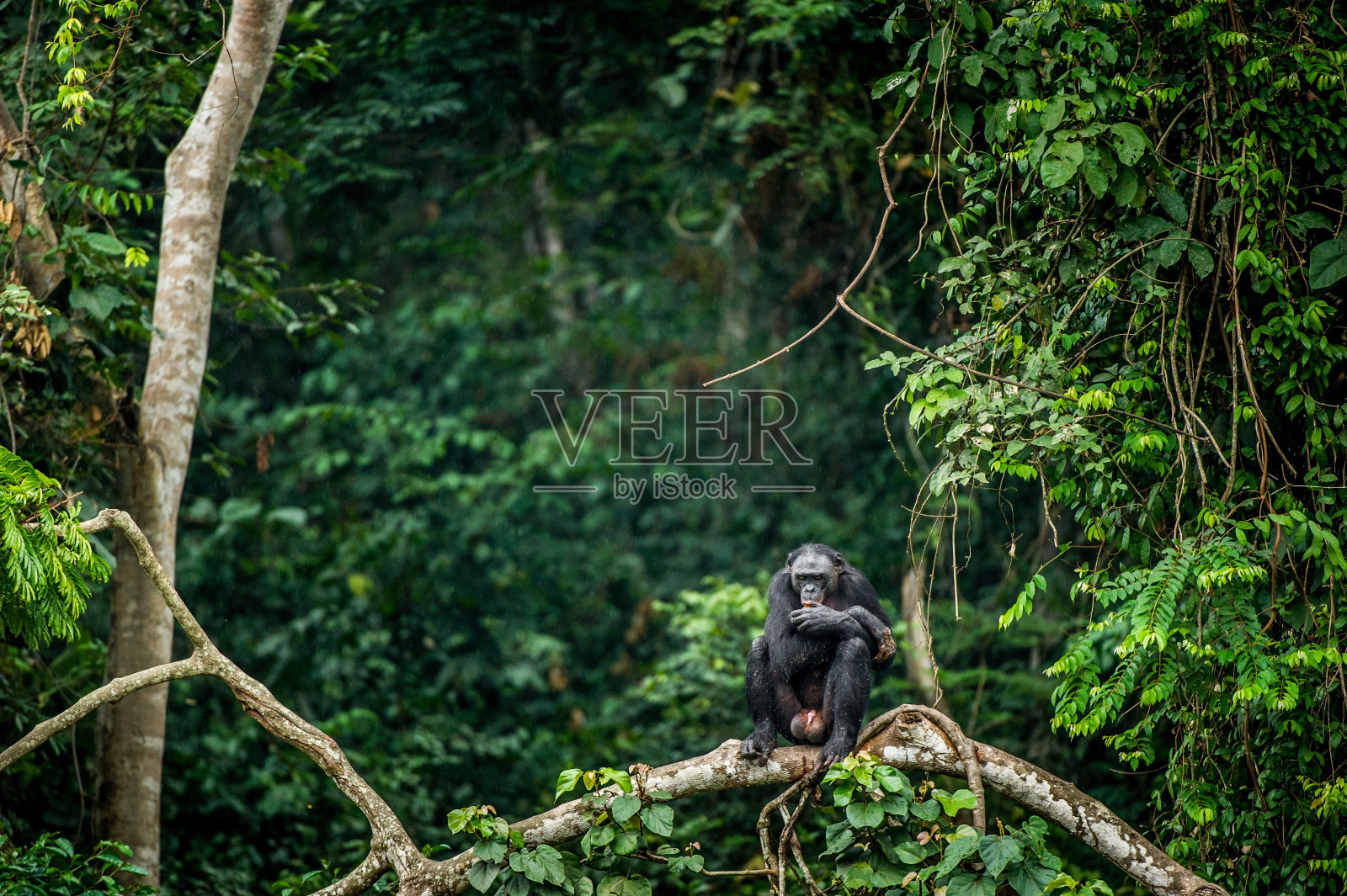 倭黑猩猩在树枝上照片摄影图片