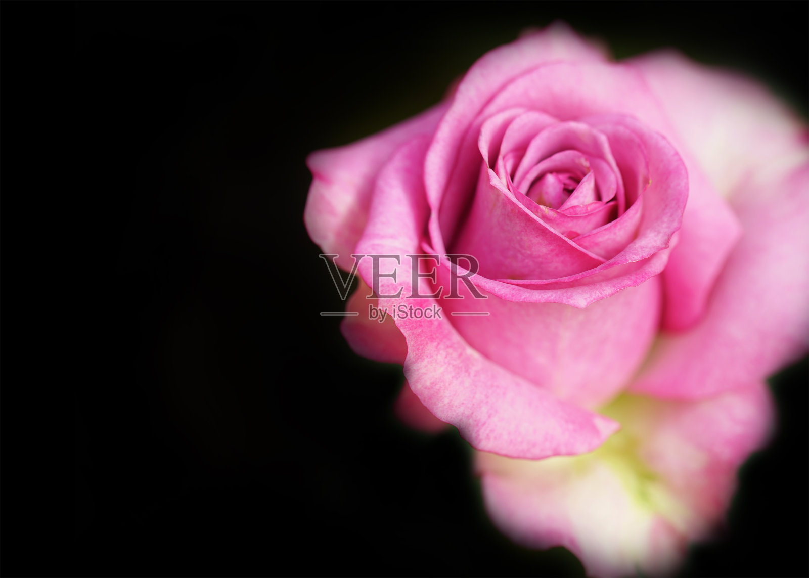 粉色玫瑰花，背景柔和。照片摄影图片