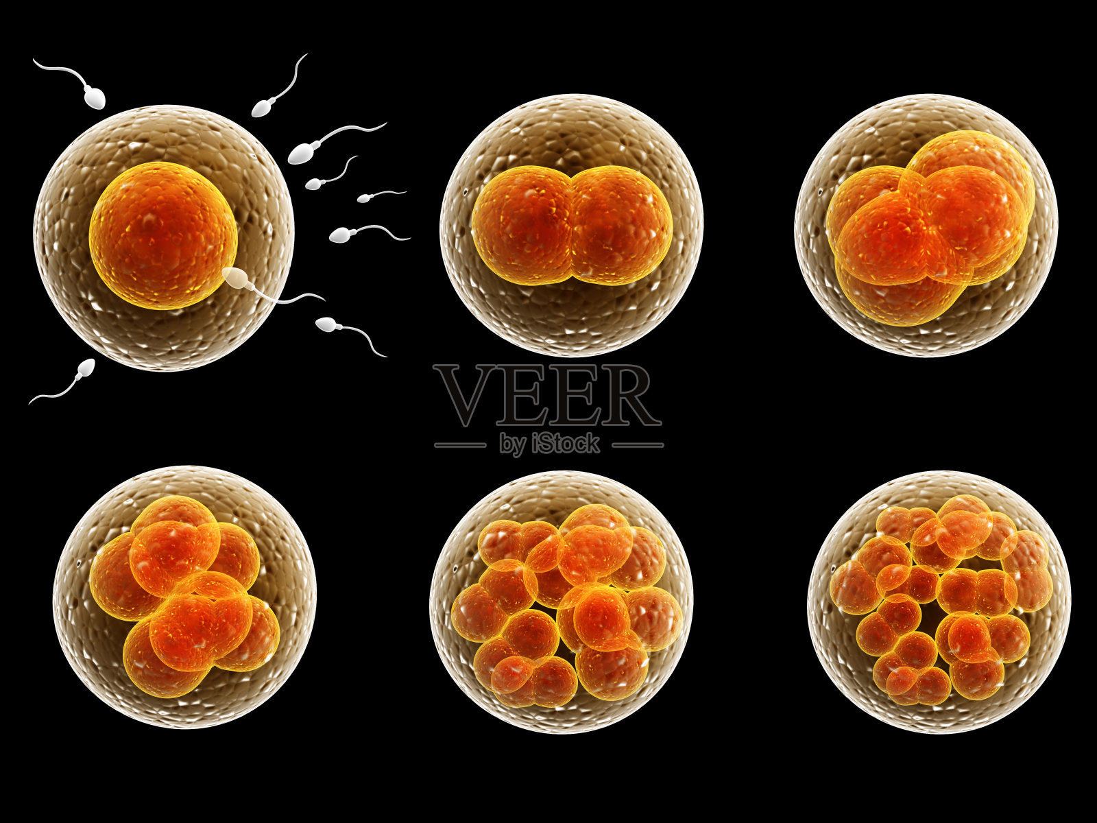 受精细胞的分裂过程照片摄影图片