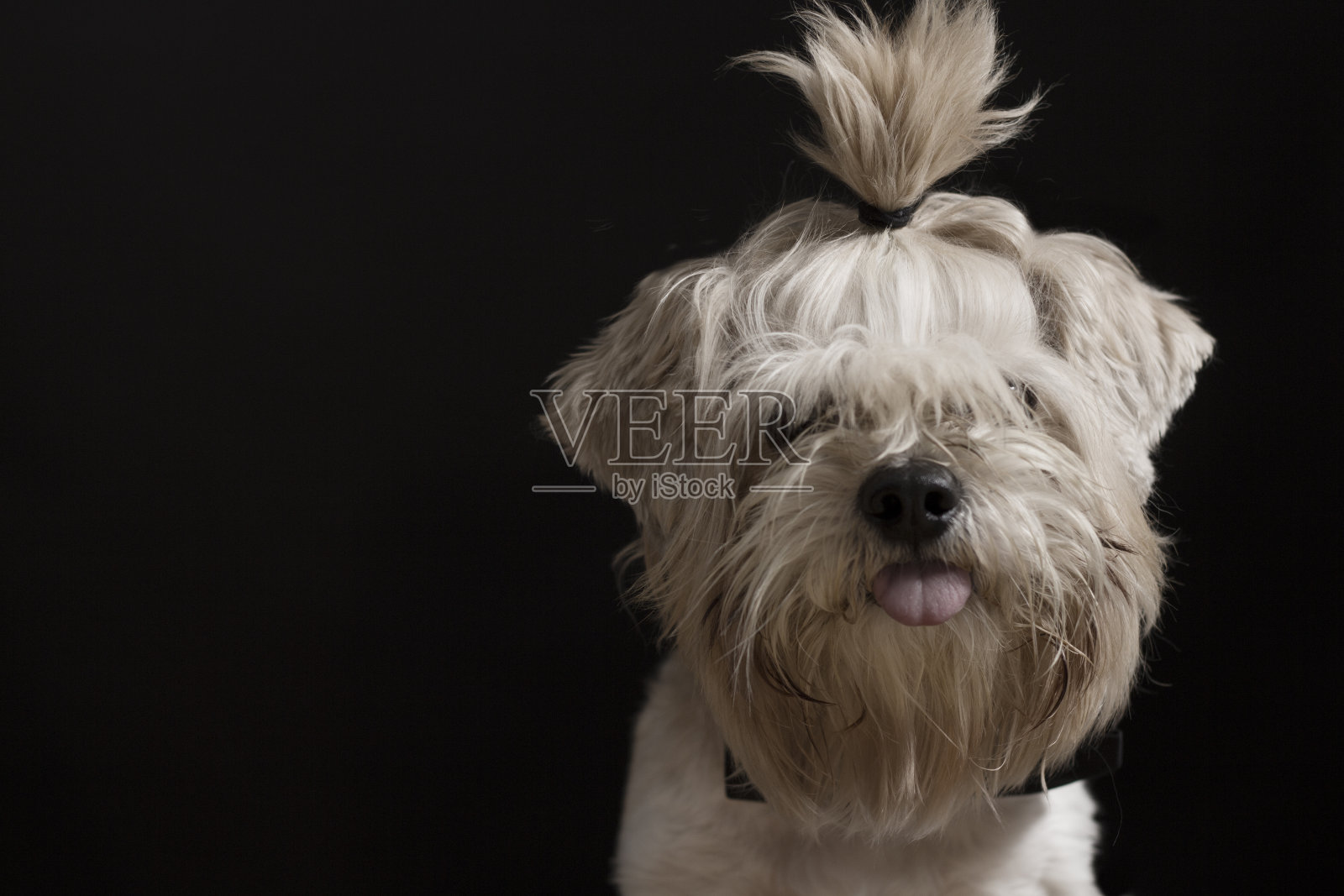 马尾辫毛茸茸的小狗照片摄影图片