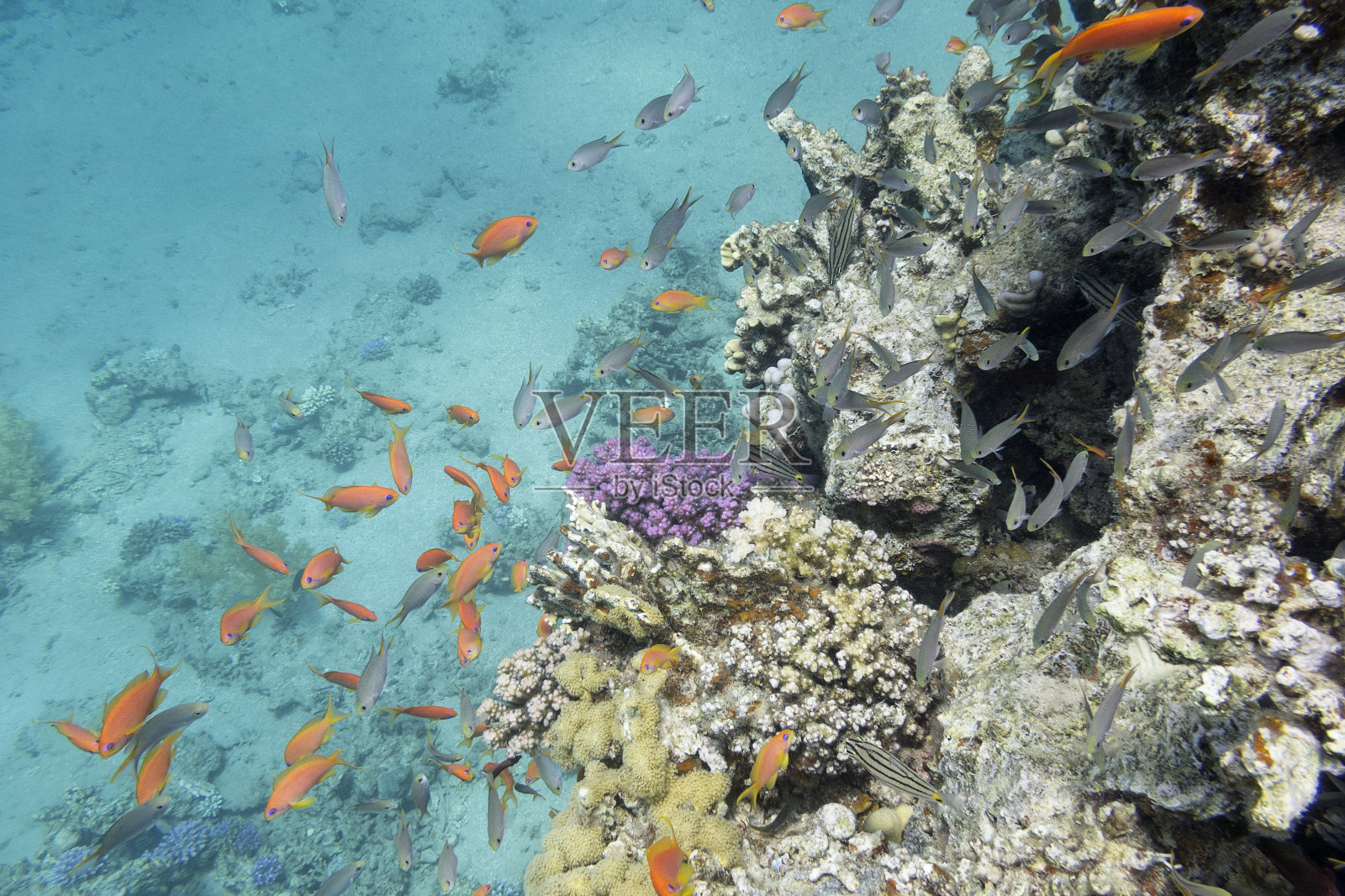 热带海洋中的珊瑚礁，水下有奇异的鱼类照片摄影图片