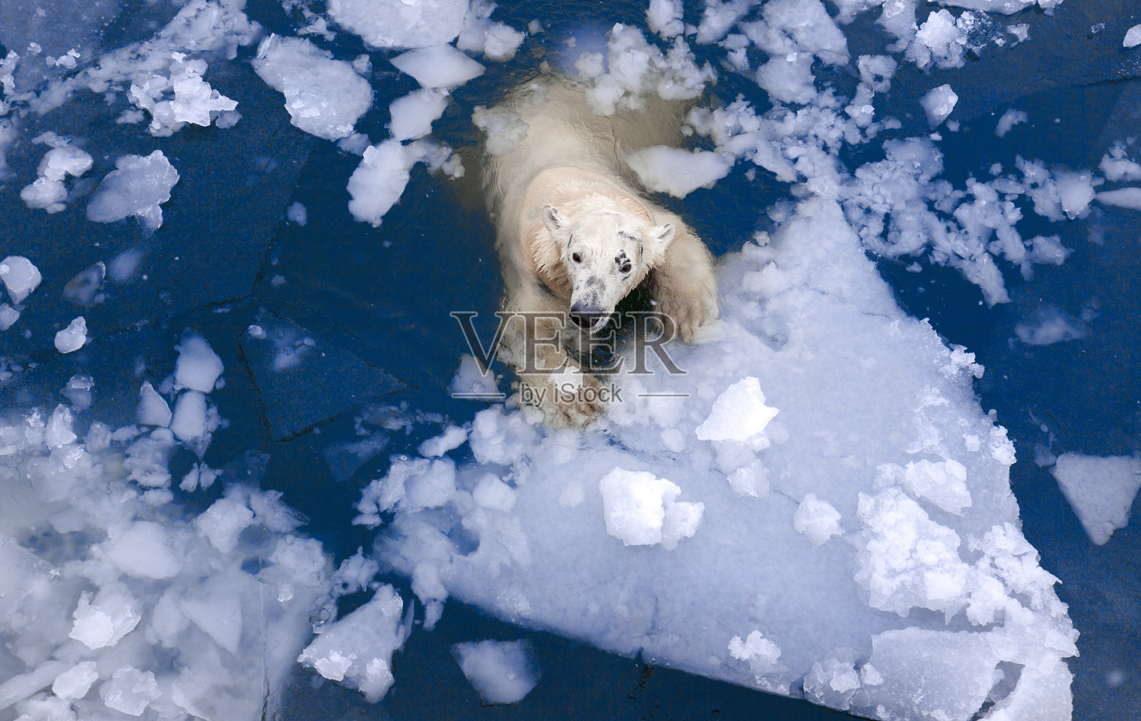北极熊在冰里照片摄影图片