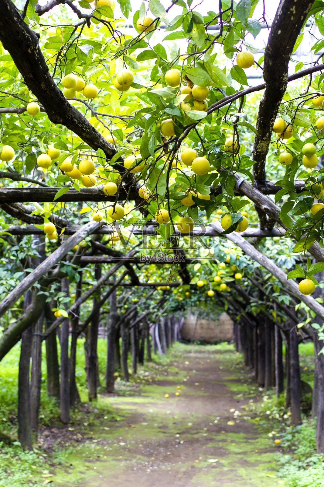 意大利索伦托的柑橘园照片摄影图片