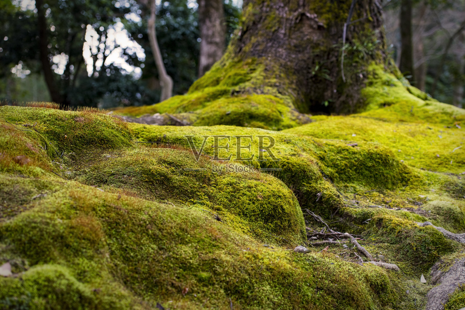 森林中的苔藓，自然背景，日本，京都照片摄影图片