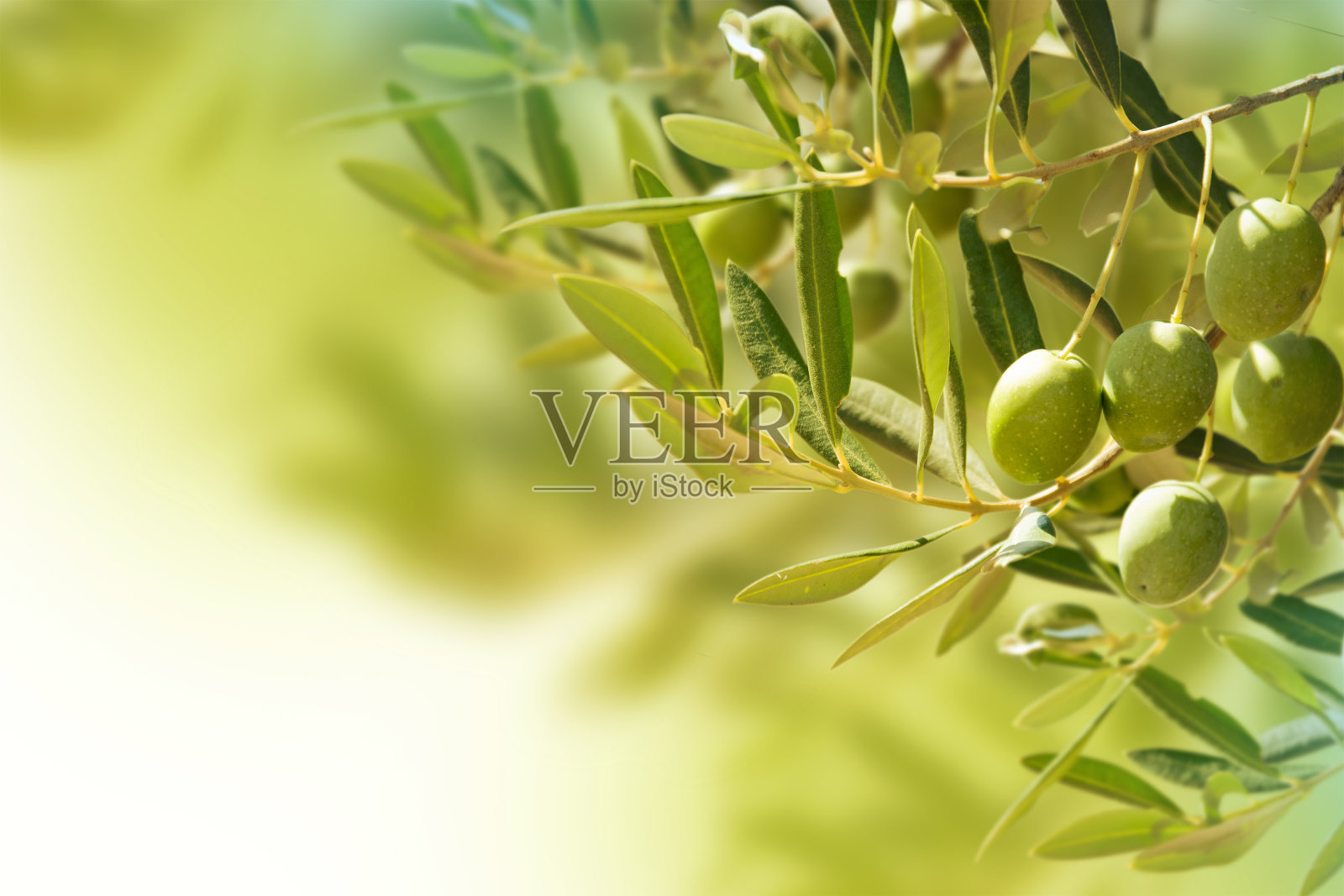 秋天，橄榄树上的橄榄。照片摄影图片