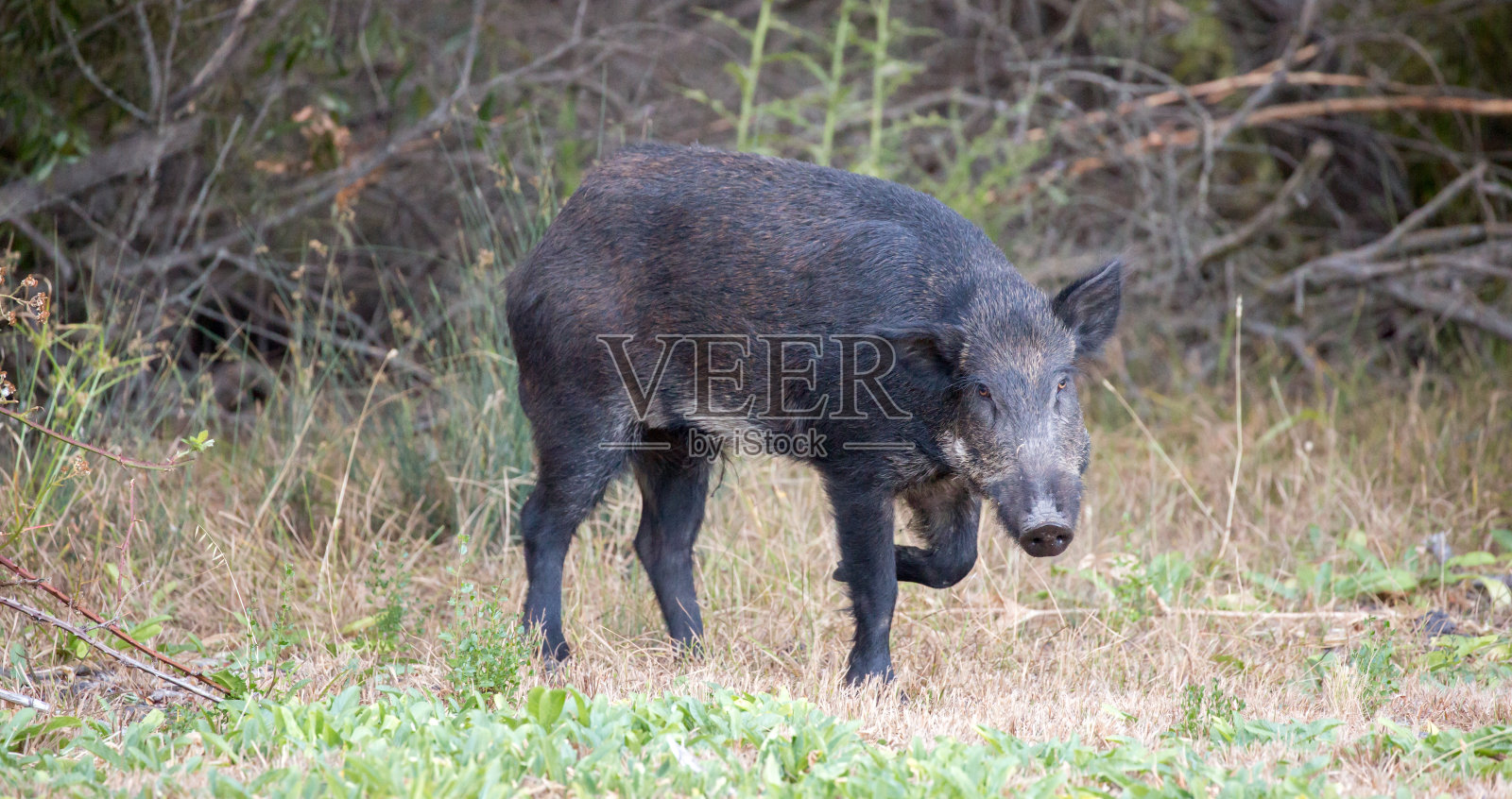警惕的野猪(Sus scrofa);加州圣克拉拉县，照片摄影图片