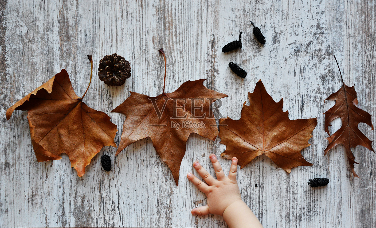 秋天的背景与婴儿的手在老树林照片摄影图片