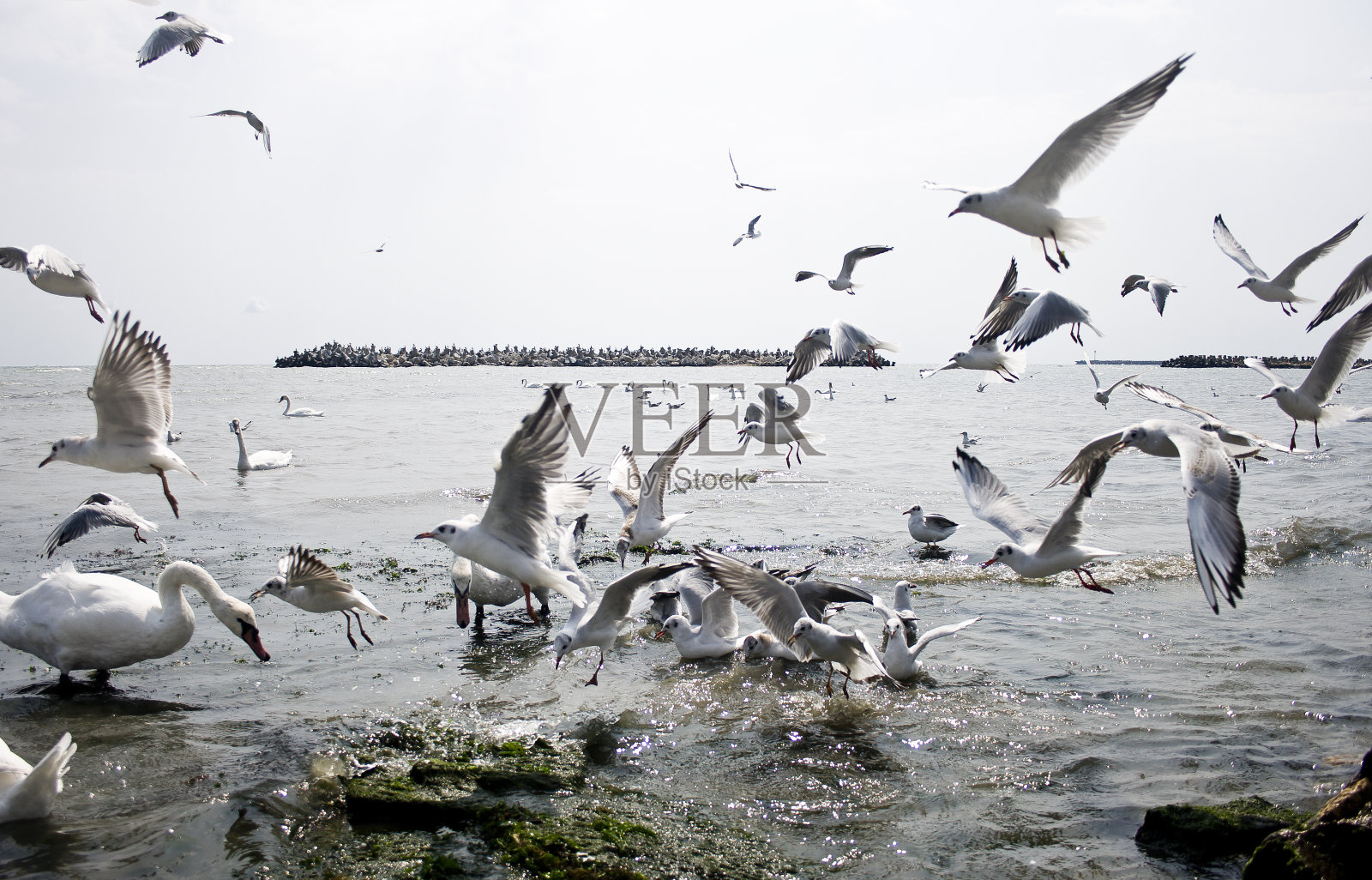 天鹅和海鸥的打斗场面过于拥挤照片摄影图片