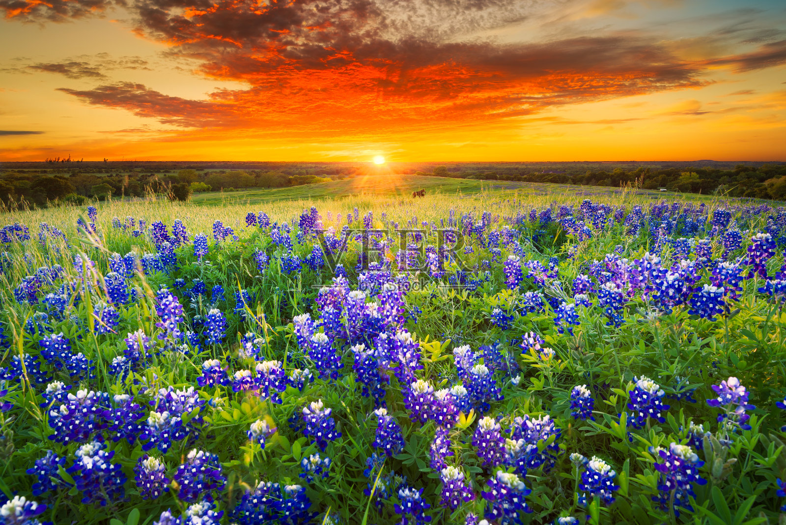 糖岭路日落，恩尼斯，德克萨斯州照片摄影图片