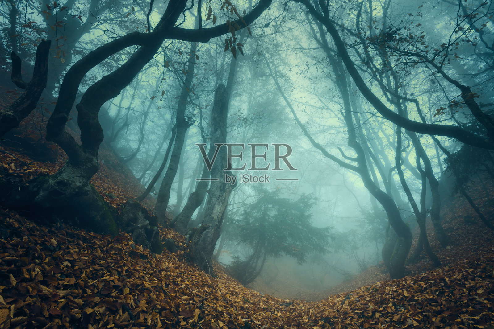 穿过迷雾中的神秘黑暗的古老森林。秋天照片摄影图片