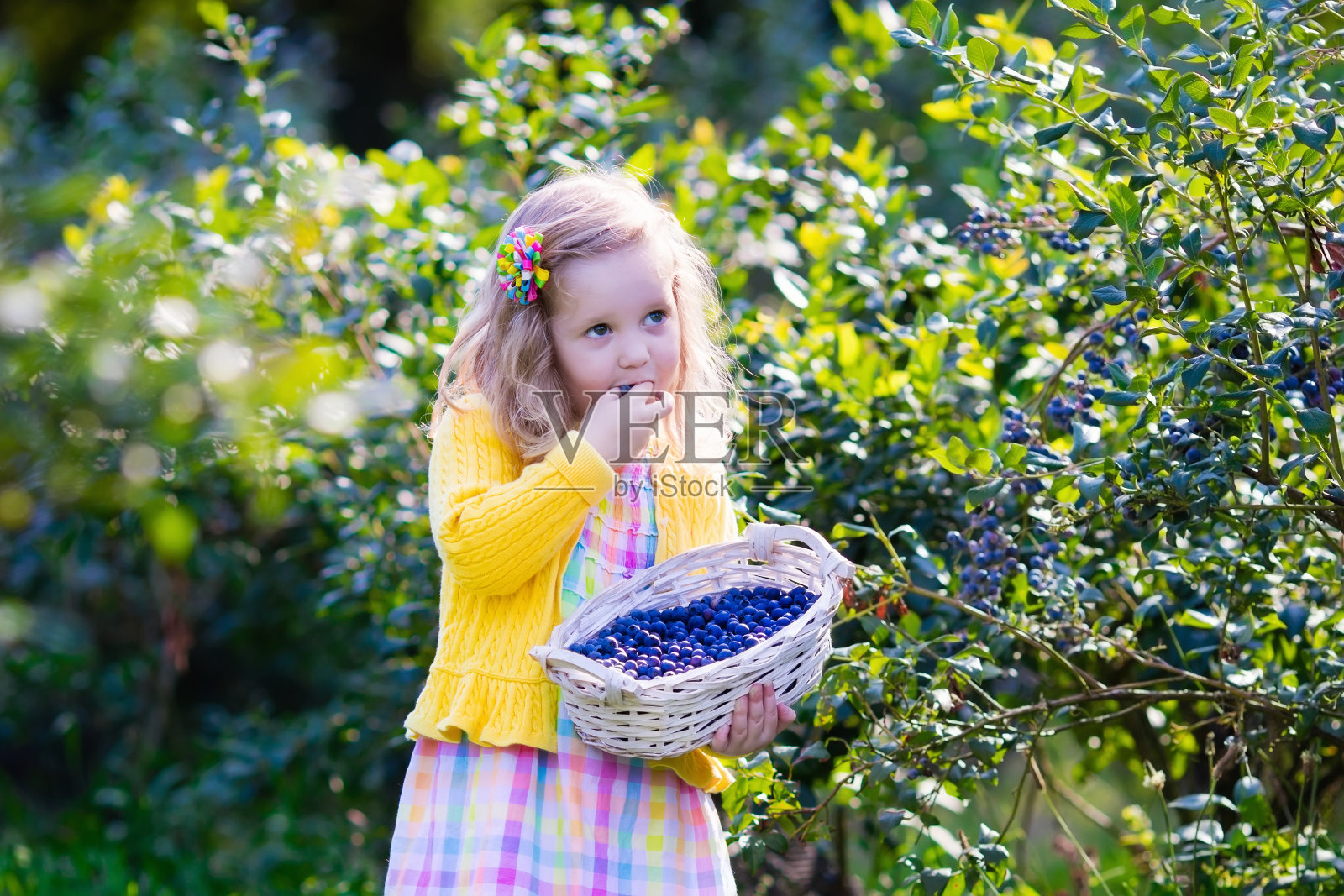 小女孩在摘蓝莓照片摄影图片