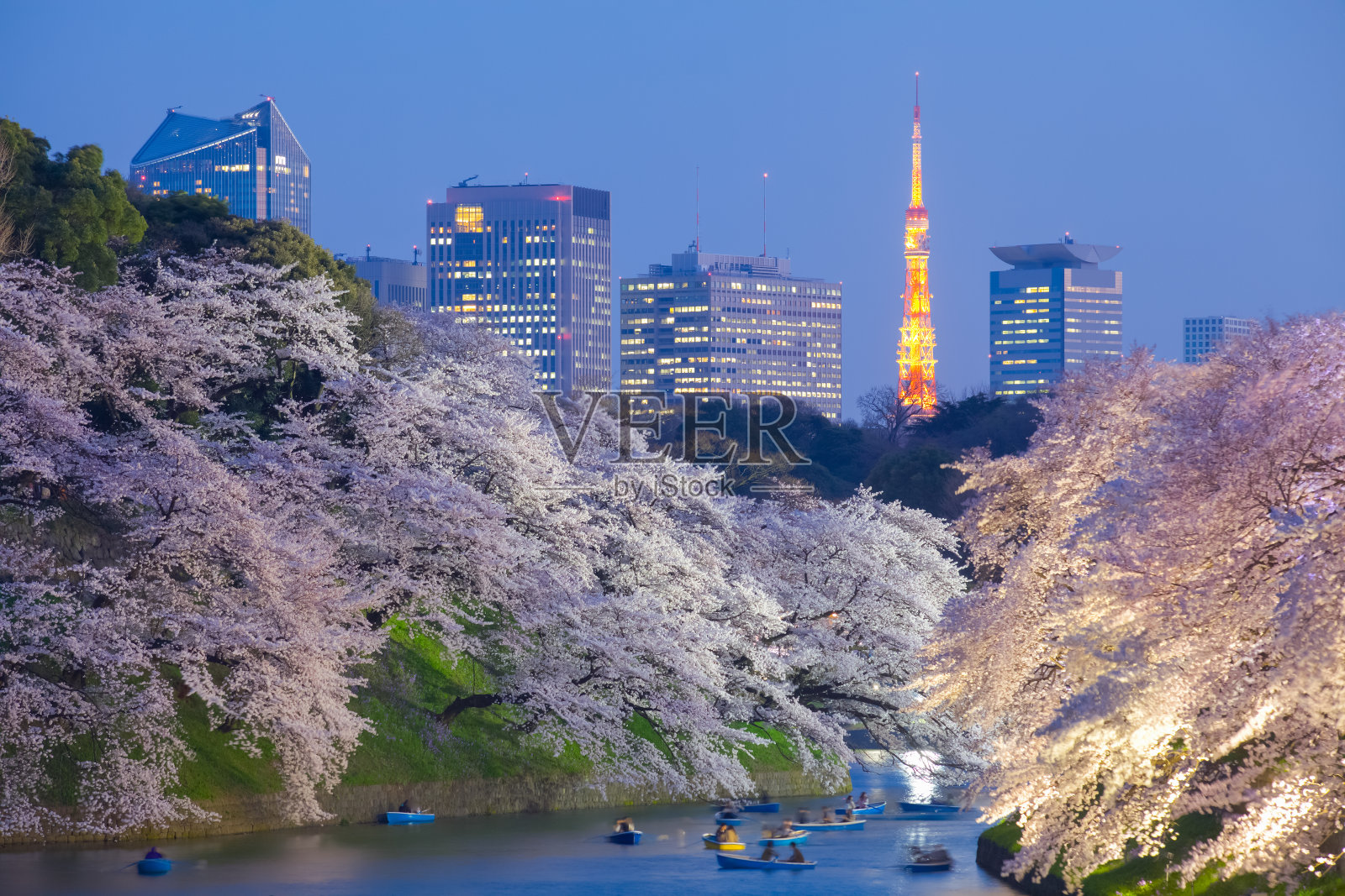 樱花和东京塔照片摄影图片