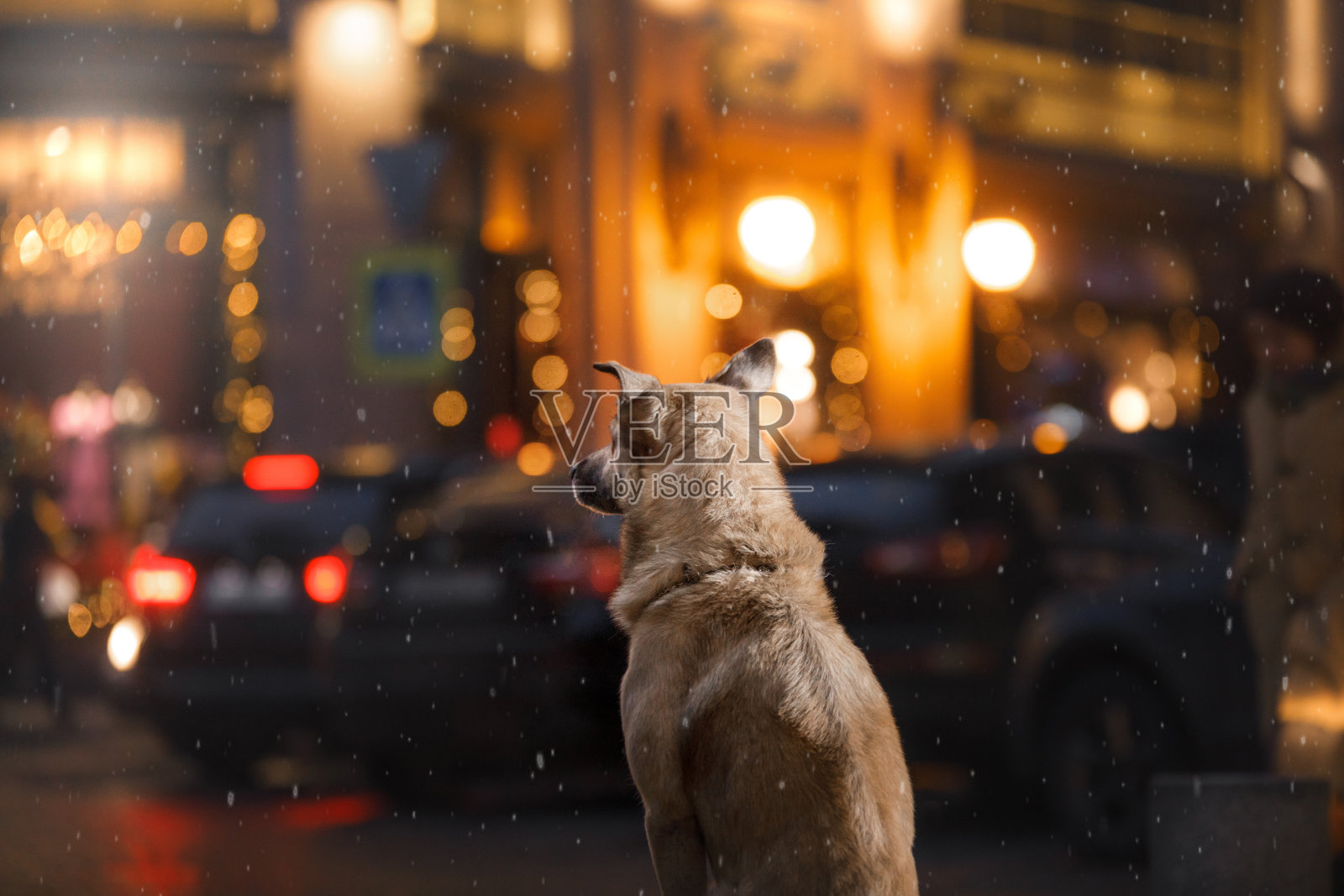 狗在城市里散步照片摄影图片